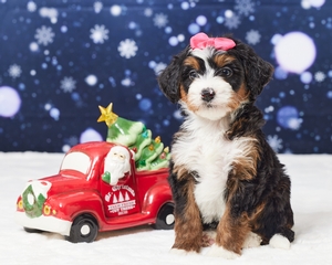 Lila Mini Bernadoodle